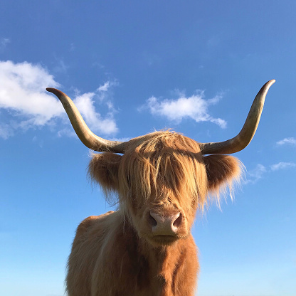 The sun shines on this highland cattle.  His eyes are covered by his long fur.  Large strong horns adorn its head.