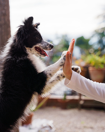 Cute black and white border collie puppy high-five with a girl on a sunny day