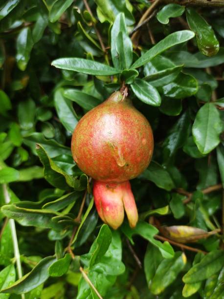 istock Vertical closeup of a pomegranate growing on a green bush 1442116542