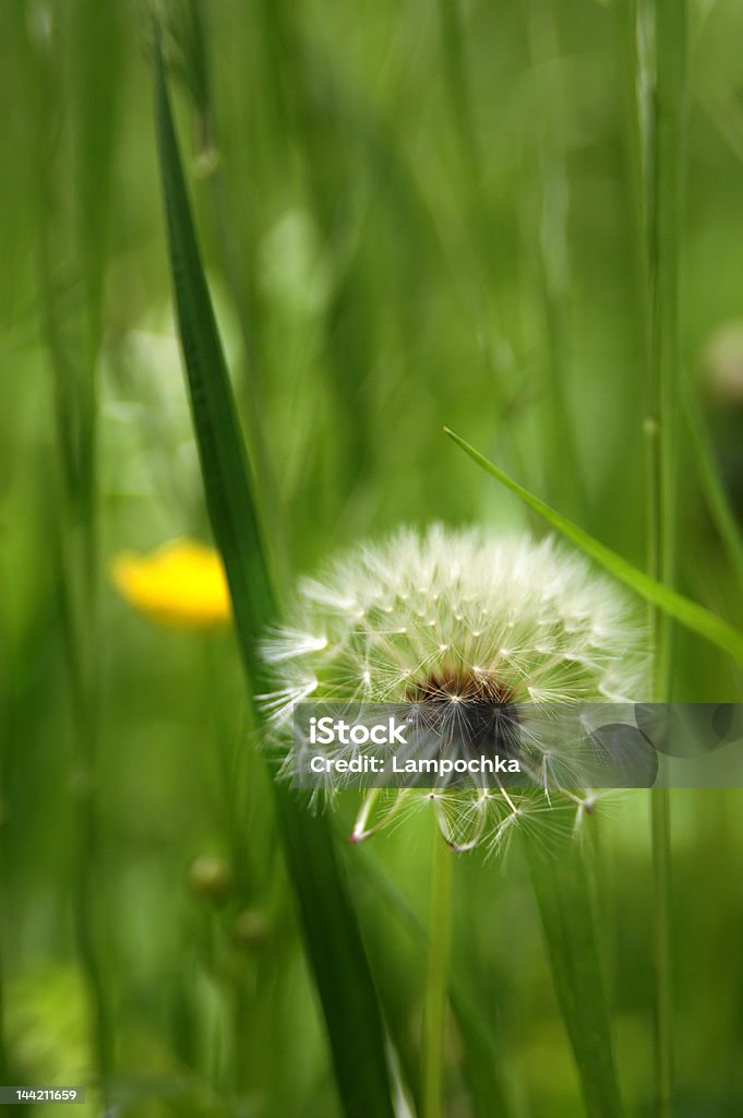 dandelion on green grass Abstract Stock Photo