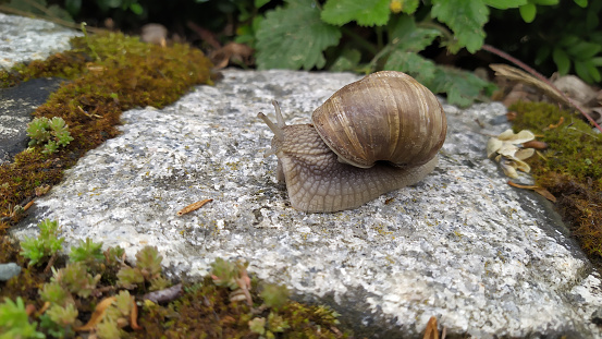 A snail crawling on a stone surface
