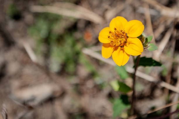 istock Wildflowers Series in Suchitlan 1442117392