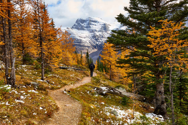 A solo hiker is going down a trail though autumn forest with a view on a snowcapped mountain in Banff National Park, Alberta, Canada