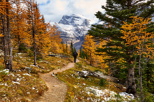 A solo hiker is going down a trail though autumn forest with a view on a snowcapped mountain in Banff National Park, Alberta, Canada