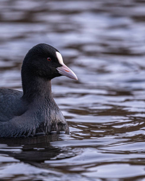istock Cute black coot swimming in a lake on a blurry background 1442117502