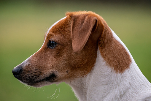 The muzzle of a cute Parson Russell Terrier with a brown head on a blurred background