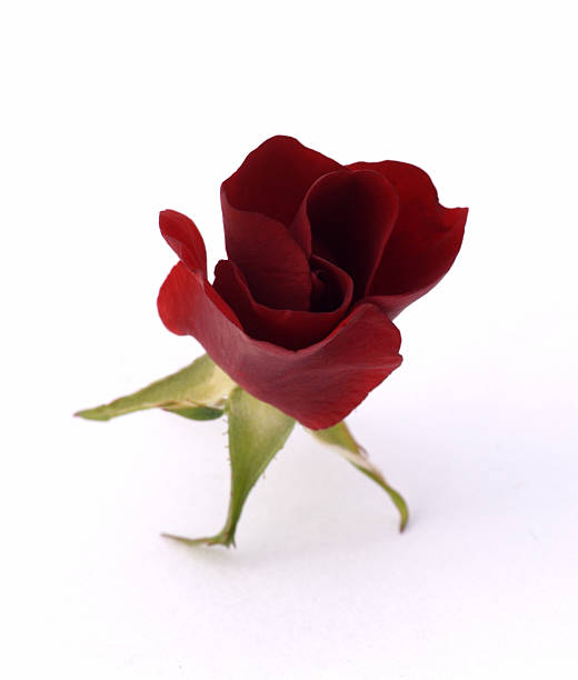 Emerging Single Red Rose Bud on White stock photo