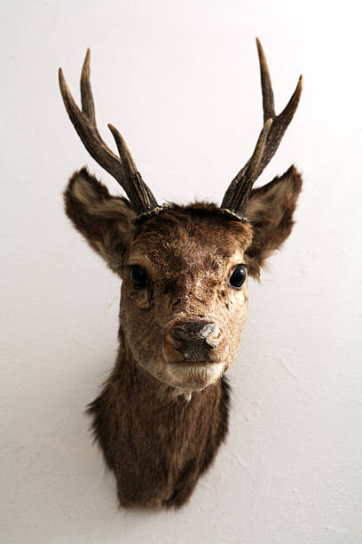 istock Deer head with antlers mounted to a white wall 144211770