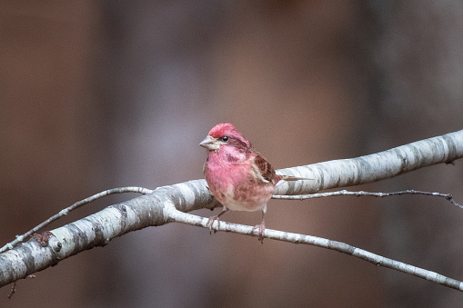 Purple Finch perched on a small branch.