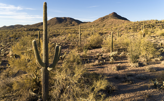 Landscape with mountains and wispy clouds involving Saguaro cactus, prickly pear and other native cactus in morning looking eastward
