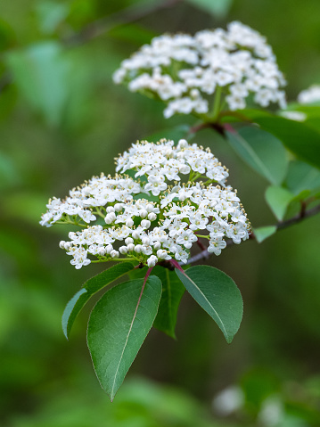 Beautiful white blooming flowers on a blackhaw plant