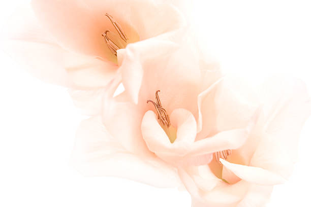 fondo de flores highkey - gladiolus single flower isolated white fotografías e imágenes de stock