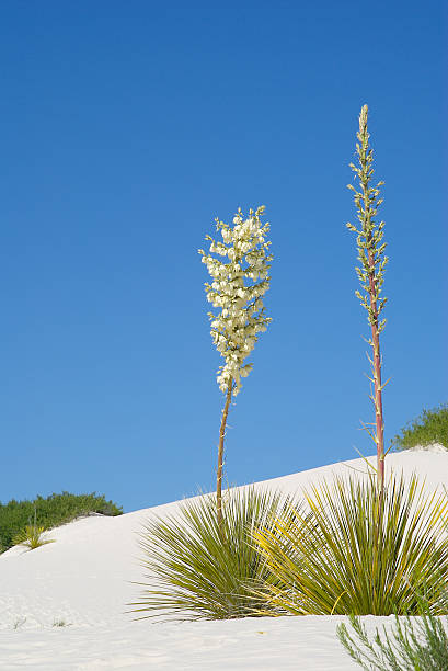 Yucca in the Dunes stock photo