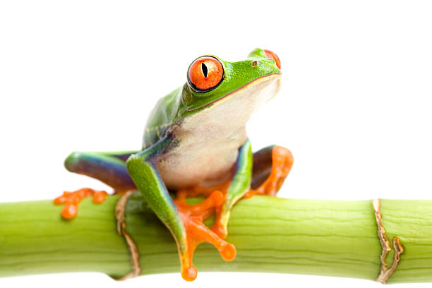 istock red-eyed tree frog on bamboo 144211868