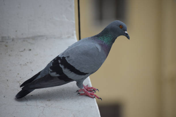 istock Selective focus shot of a pigeon from side profile sitting on a stone surface 1442118719