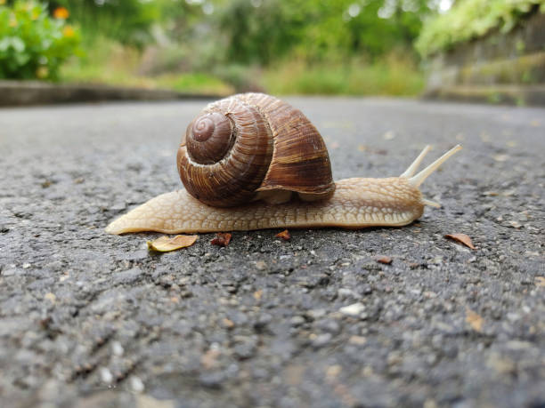istock Selective focus shot of a snail on the asphalt 1442118850