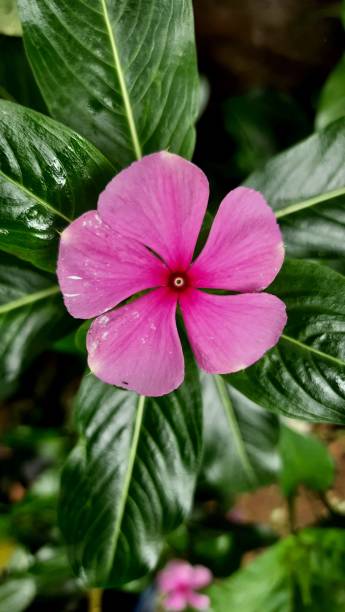 istock Catharanthus Roseus or Madagascar Periwinkle 1442118895