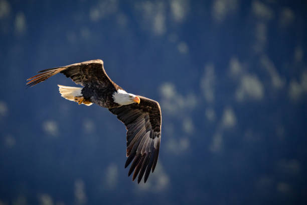 istock Closeup shot of a bald eagle 1442119063