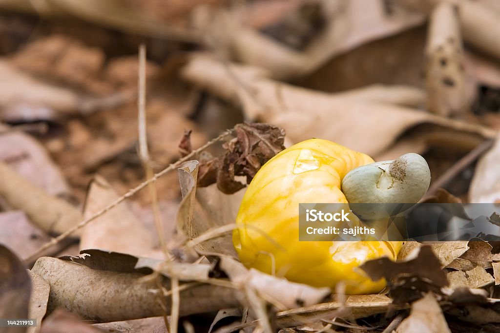 Fruta de Castanha de Caju - Royalty-free Amarelo Foto de stock