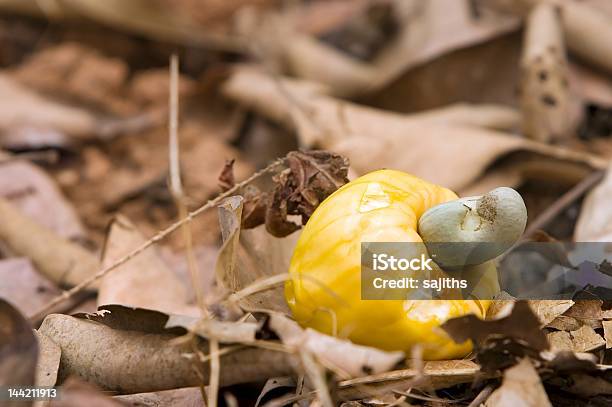 Fruta De Castanha De Caju - Fotografias de stock e mais imagens de Amarelo - Amarelo, Castanha de Caju, Comida