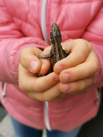 A lizard in the hands of a little girl; children are not afraid of anything