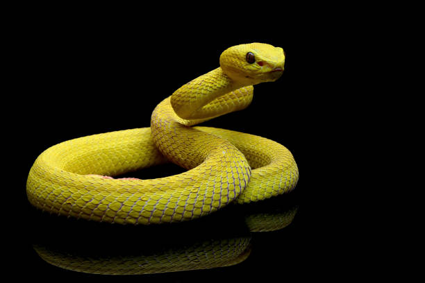 The Yellow White-lipped Pit Viper on reflection stock photo
