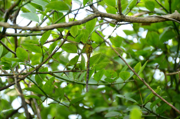 A closeup of a dragonfly perched on a tree with green lush foliage