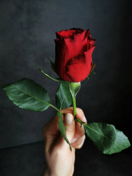 istock Female hand holding a bright red rose on a dark background 1442119697