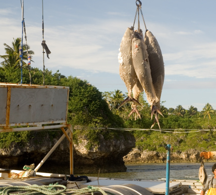Offloading the catch from a fishing boat on Niue - a tropical island