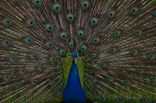istock Beautiful male peacock in a grassland 1442120169