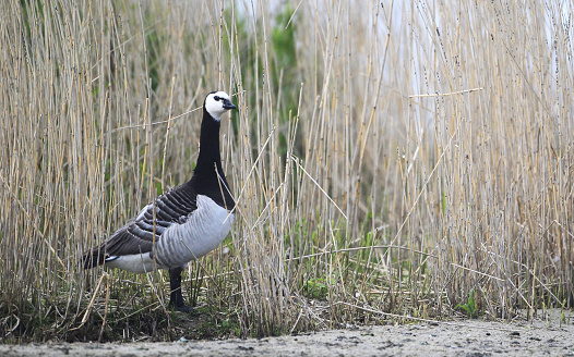 A Barnacle Goose (Branta leucopsis) in a dry field