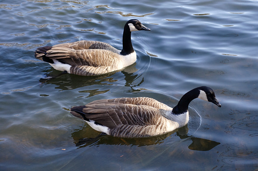 A top view of two beautiful geese swimming in the water on a sunny day