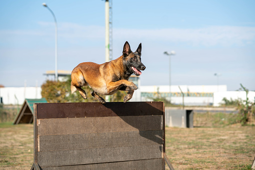 A police dog jumping through a fence at a training area