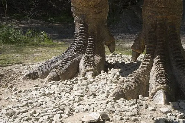 Photo of feet of dinosaurs