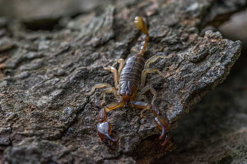 The Maltese scorpion, Euscorpius sicanus, hunting for prey on a tree bark. Only scorpion species found in Malta, not dangerous.