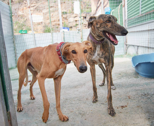 istock Spanish galgo and a greyhound outdoors 1442120848