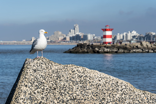 Curious seagull on concrete block with Scheveningen harbor on the background on a sunny day in February