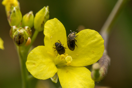 A selective focus shot of a rapeseed beetle on a yellow flower