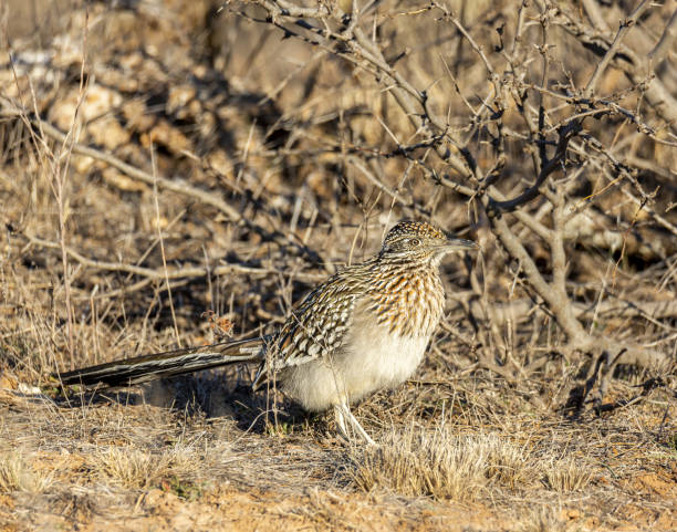 istock Greater roadrunner in morning sun 1442121072
