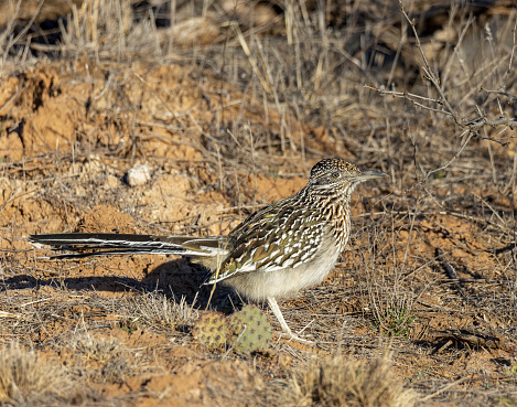 Greater road runner in northern Texas