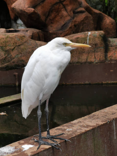 istock Vertical shot of an Egyptian heron 1442121150