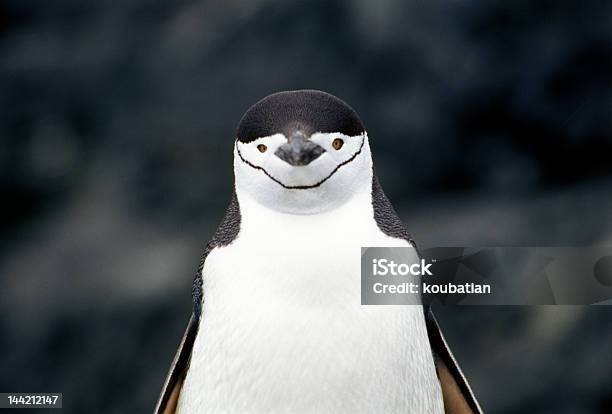 Pigoscelide Dellantartide - Fotografie stock e altre immagini di Ambientazione esterna - Ambientazione esterna, Ambiente, Animale