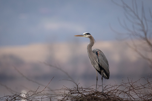 A closeup shot of a Gray Heron on a tree branches