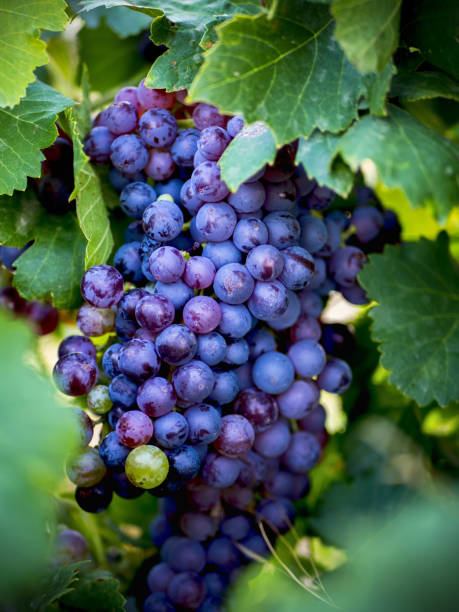 istock Vertical shot of fresh purple grapes on a vine 1442122183