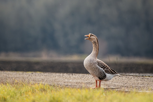 A closeup shot of a gray goose during the daytime