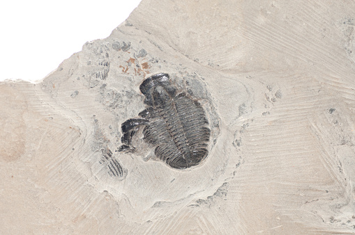 trilobite stone fossil sample with ridges and detail