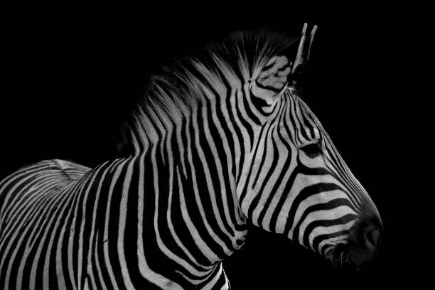 istock Closeup shot of a zebra on a black background 1442122604