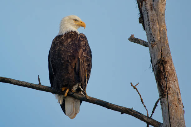 istock Low angle shot of a bald eagle on a tree branch with a blue background 1442122617