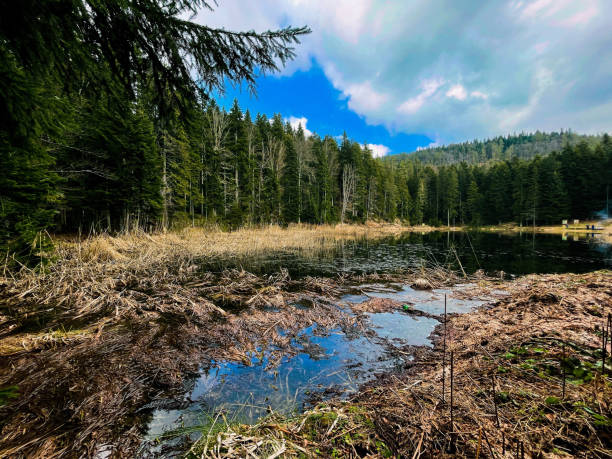 istock Beautiful view of a swamp in a pine forest under a cloudy sky 1442122643