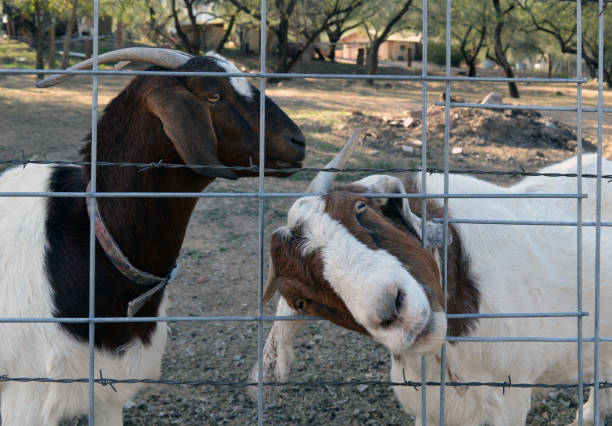 istock Brown and white goats at a fence in a rural setting 1442122703